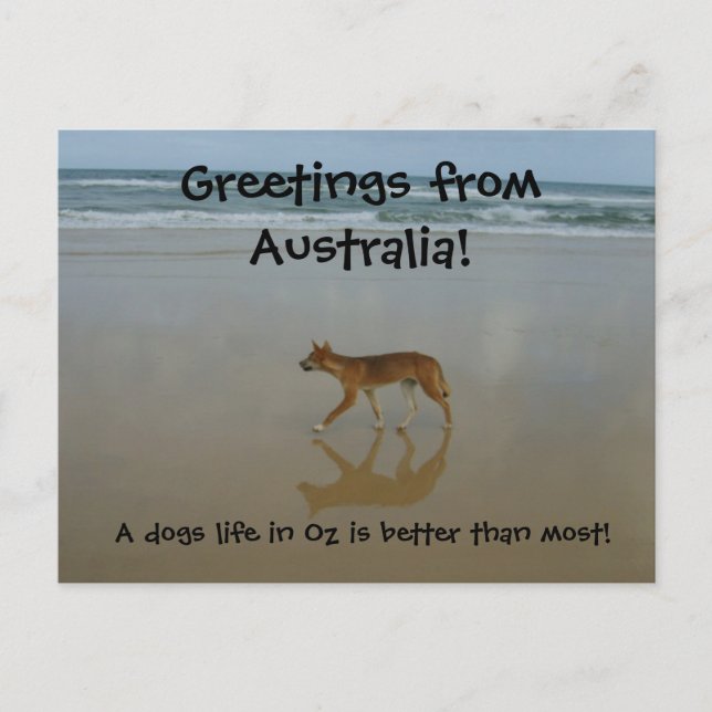Postal de Dingo (Anverso)