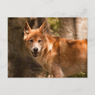Postal de dingo australiano