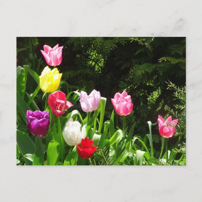 Postal de DIY de tulipanes coloridos (Anverso)