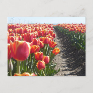 Postal de DIY de Tulips, Naranja rojo