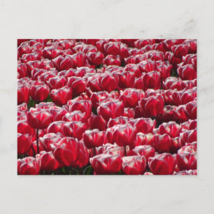 Postal de DIY del patrón de tulipanes blancos rojo