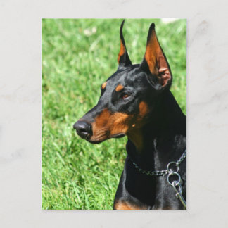 Postal de Doberman Pinscher