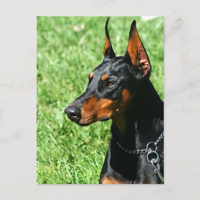 Postal de Doberman Pinscher (Anverso)