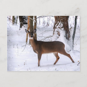 Postal de Doe de Invierno