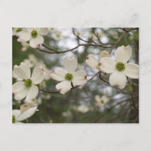 postal de dogwood