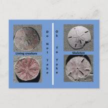 Postal de dólar de arena