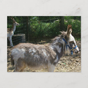 Postal de Donkey