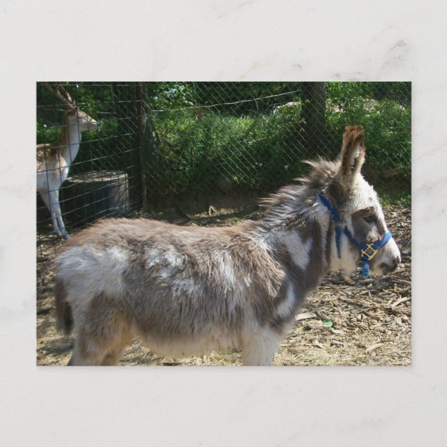 Postal de Donkey (Anverso)