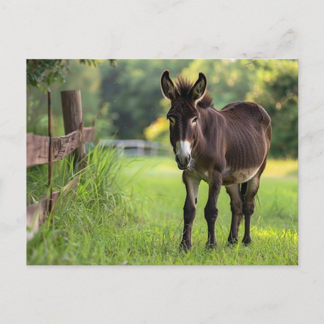 Postal de Donkey (Anverso)