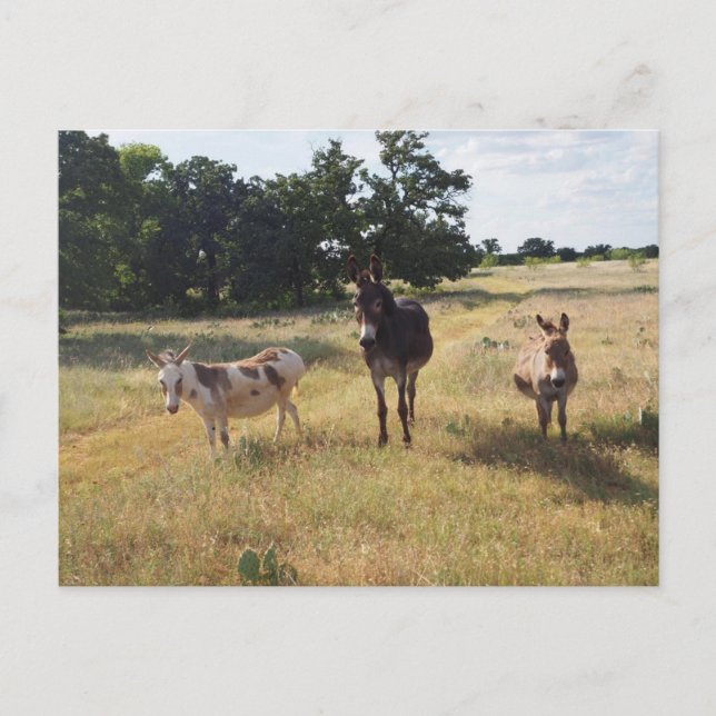 Postal de Donkey (Anverso)