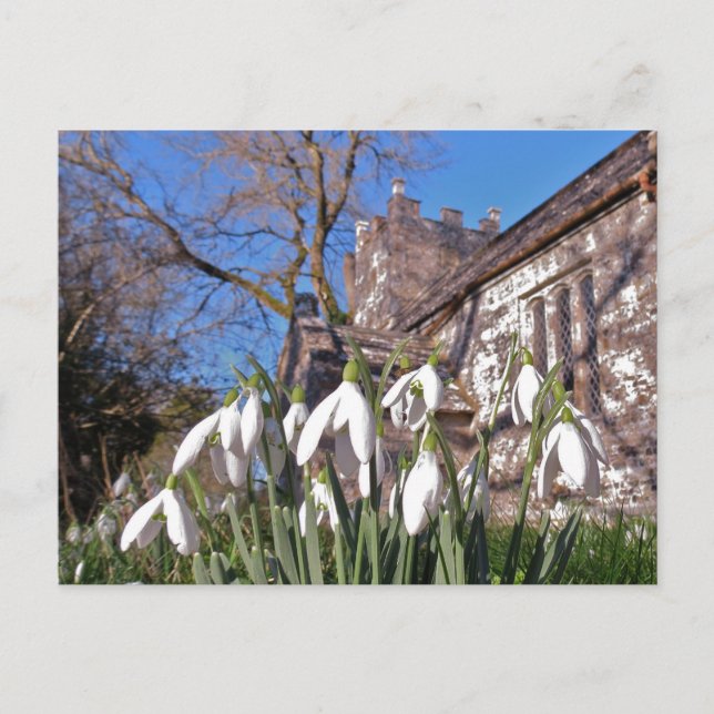 Postal de Dorset Snowdrops (Anverso)