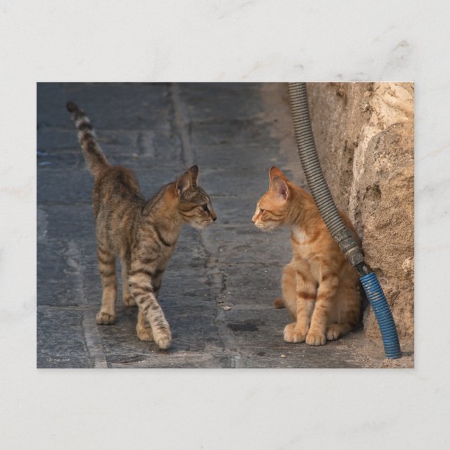 Postal de dos gatitos (Anverso)