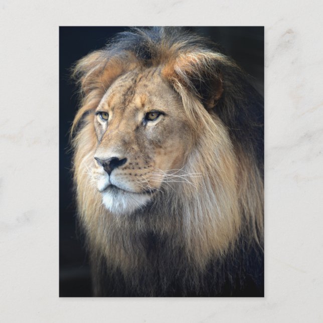 Postal De Dos Leones De Rey De La Selva (Anverso)