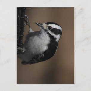 Postal de Downy Woodpecker