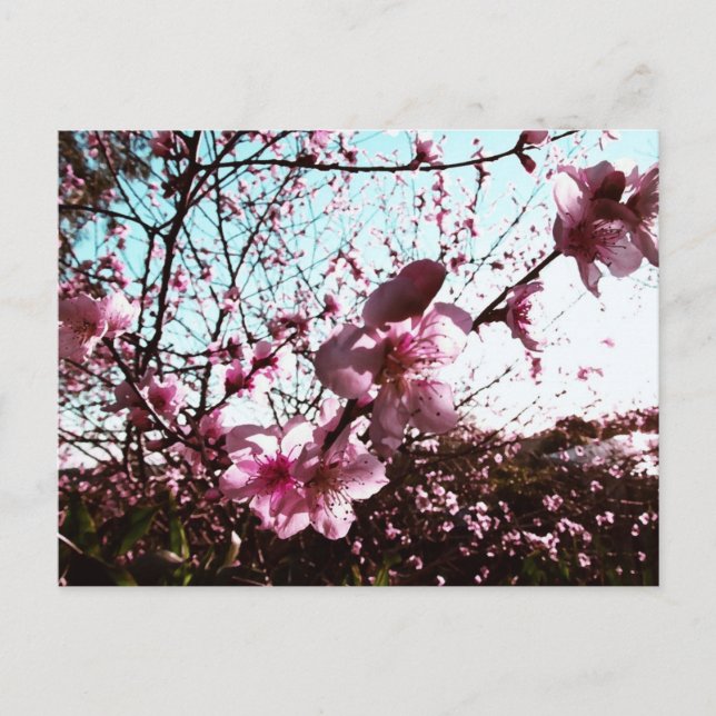 Postal de ducha con flores rosadas (Anverso)