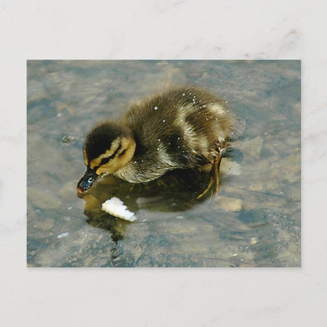 Postal de Duckling para bebé (Anverso)