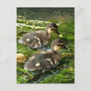 Postal de ducklings