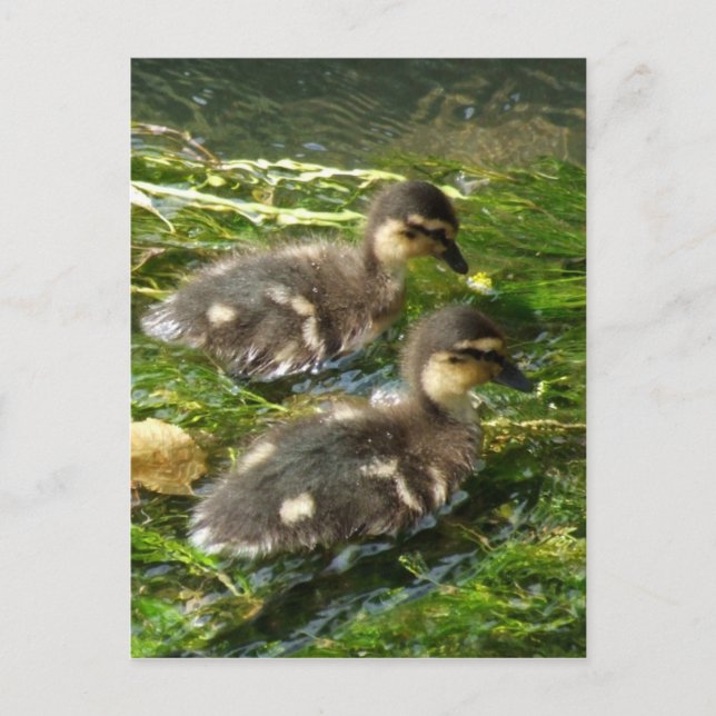 Postal de ducklings (Anverso)