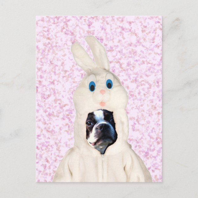 Postal de Easter bunny boston terrier (Anverso)