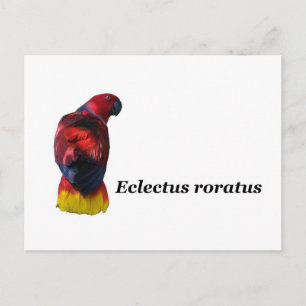 Postal de Eclectus roratus