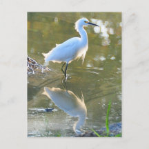 Postal de Egret