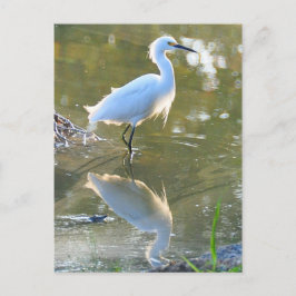 Postal de Egret