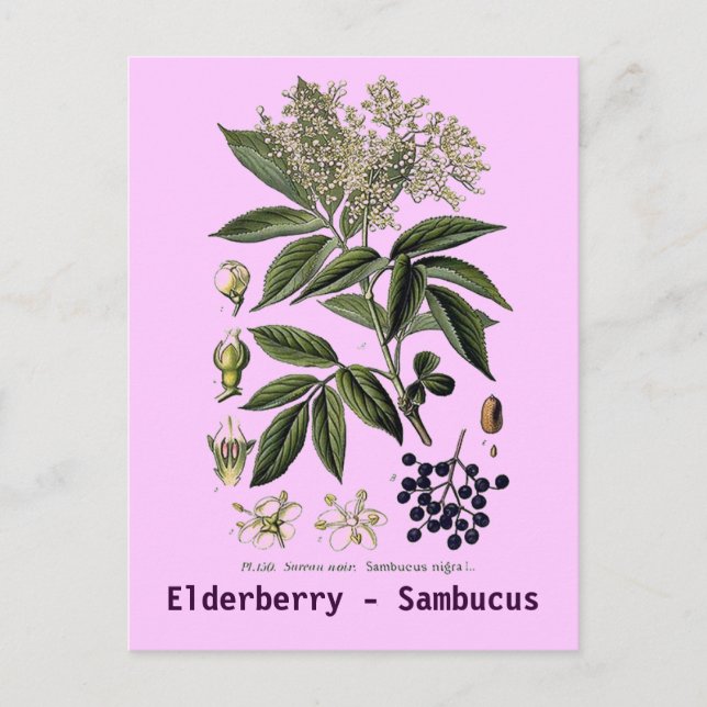 Postal de Elderberry Sambucus (Anverso)