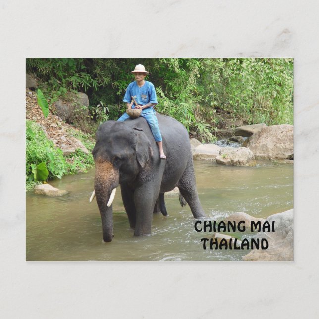Postal de Elephant Chiang Mai (Anverso)