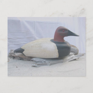 Postal de engaño de canvasback