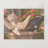 Postal de época "Paloma y paloma blanca"