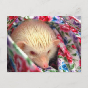 postal de erizo dulce