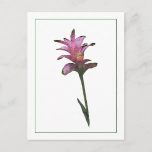 Postal de esbozo de fotografía botánica Tulip Ging