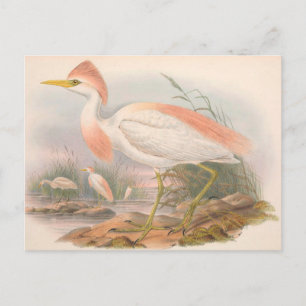 Postal de esbozo zoológico de época de Egret