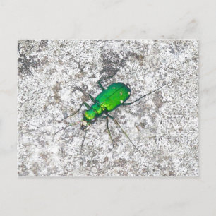Postal de escarabajo del tigre verde
