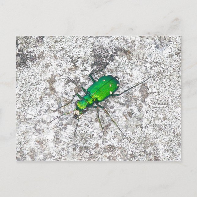Postal de escarabajo del tigre verde (Anverso)