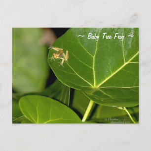 Postal de escarcha de árbol pequeño de Florida