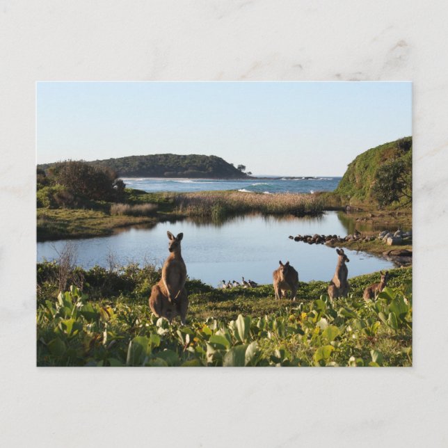 Postal de escena australiana (Anverso)