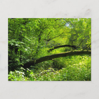 Postal de escena de Woodland