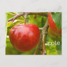 Postal de escrituras "apple" de Proverbs 7:2
