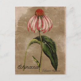 Postal de estilo vintage Echinacea