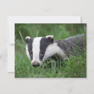 postal de European Badger
