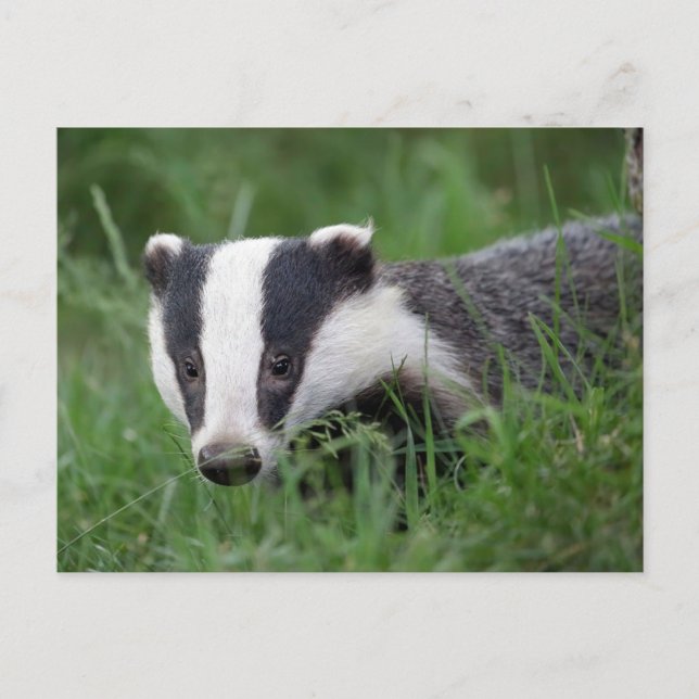 postal de European Badger (Anverso)