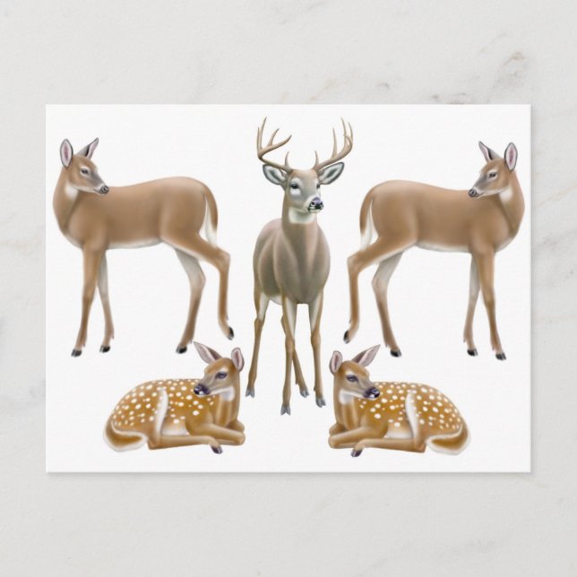 Postal de familia Whitetail Deer (Anverso)