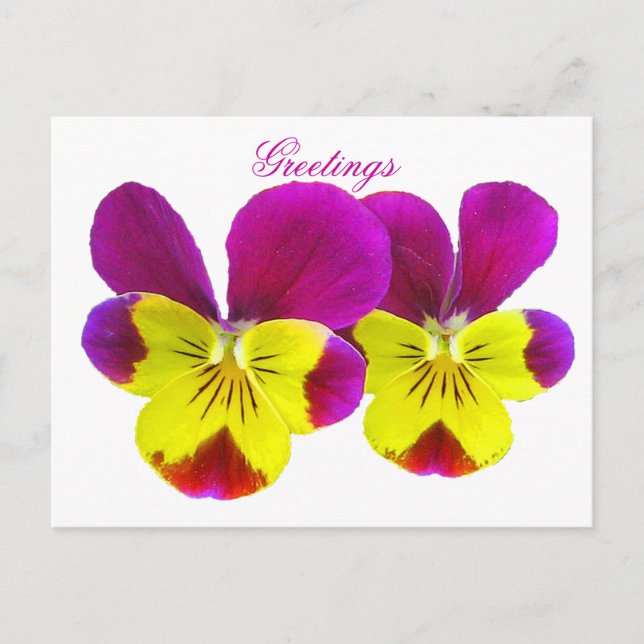 Postal de feliz bienvenida de Pansy (Anverso)