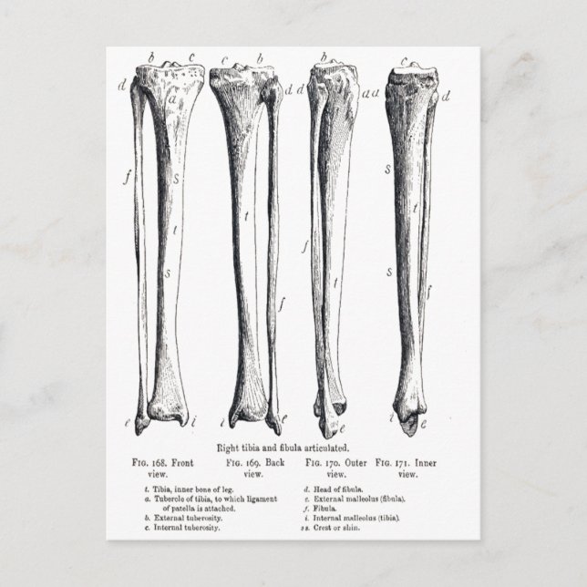 Postal de Fibula y Tibia (Anverso)