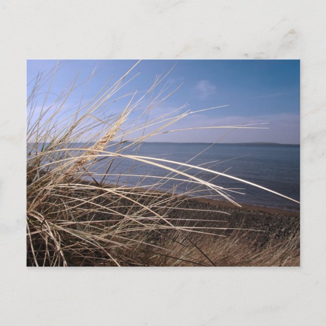 postal de fiebre del heno (Anverso)