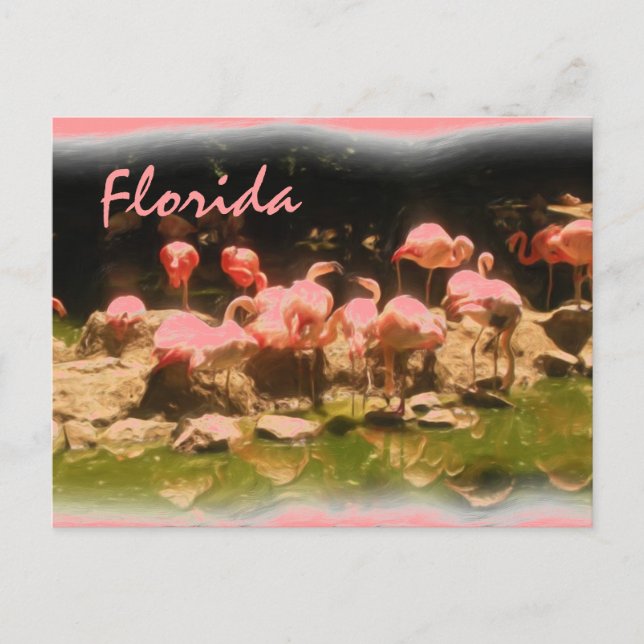 Postal de Flamingo Rosa Florida (Anverso)