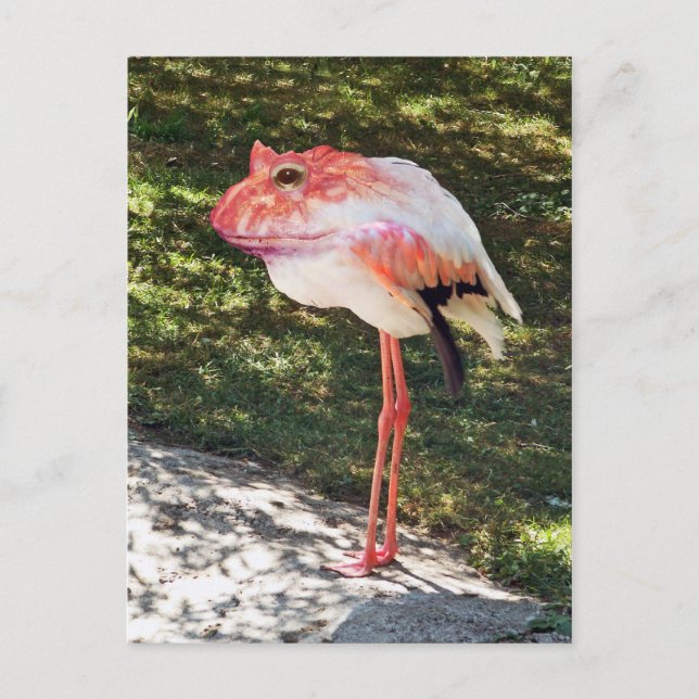 Postal de Flamingtoad (Anverso)
