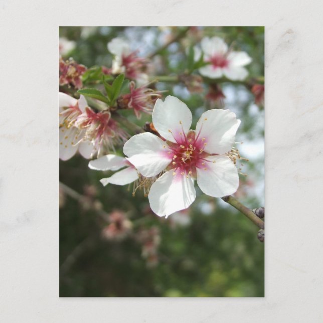 Postal de flor (Anverso)