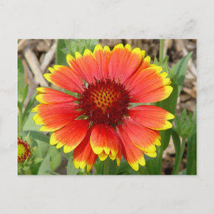 Postal de flor abierto